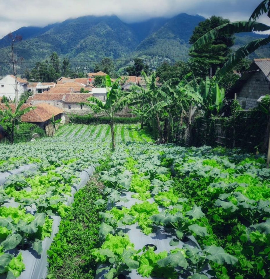 Tanah SHM 932 m² Kertawangi Bandung Barat View Gunung